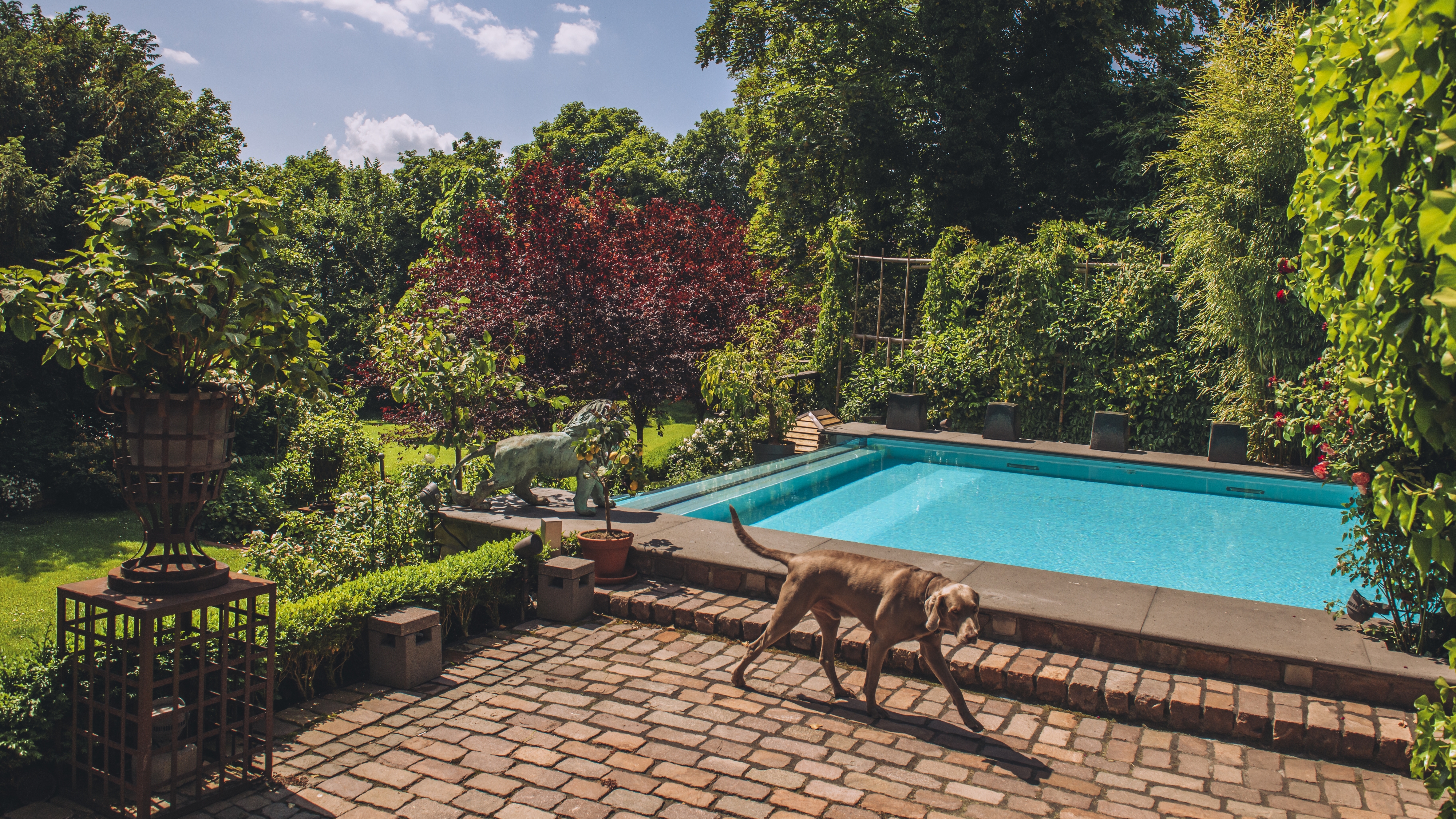 Privater Swimmingpool in wunderschönem Garten mit einem Weimaraner